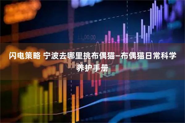 闪电策略 宁波去哪里挑布偶猫—布偶猫日常科学养护手册