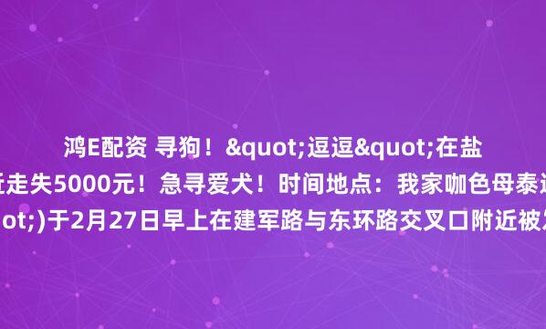鸿E配资 寻狗！"逗逗"在盐城建军路与东环路附近走失5000元！急寻爱犬！时间地点：我家咖色母泰迪(名叫"逗逗")于2月27日早上在建军路与东环路交叉口附近被发现。狗狗特征：它穿着粉色和蓝色的棉服，性格非常亲人。补充内容：有热心人反映，当天早上8点多曾曾见它在该路口往东环路南边走去，之后9:...